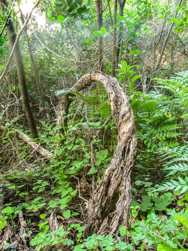 Deadfall surrounded by various leaves, in the Knysna Forest in the Garden Route National Park along the southern coast of South Africa