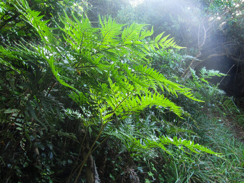 Lush, Green, Fern fonds, overhanging a small forest pond, which reflect the canopy of the Tsitsikamma forest in South Africa