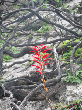 A scarlet Outeniqua snake flowers, blooming after a bushfire, surrounded by twisted burned out branches along the Garden Route coastline