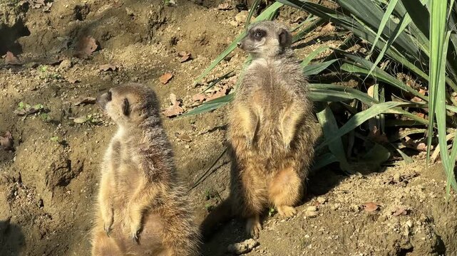 Observe lively meerkats at Zagreb Zoo during the beautiful autumn season. These playful animals showcase their natural behavior surrounded by colorful foliage and crisp air.