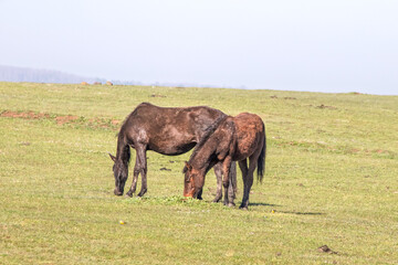 Obraz premium Two brown horses are grazing in the green meadow. Wild horses. Horizontal photo. Rural. Animal. No people, nobody. Natural wallpaper. Copy space, blank, empty. 