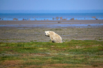 Baby polar bear cub sitting along the Hudson Bay coastline and looking back at the camera, near Nanuk Polar Bear Lodge, Manitoba, Canada © Priscilla