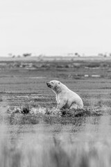 Lone polar bear cub sitting by a stream with the Hudson Bay coastline in the background, near Nanuk Polar Bear Lodge, Manitoba, Canada. © Priscilla
