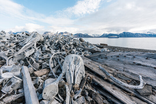 View of the historic whale bone remains at Bamsebu with bleached skulls and vertebrae on the rocky shore against snow-capped mountains Svalbard, Svalbard and Jan Mayen.