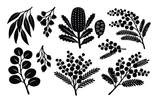Hand-drawn Australian Native Botanical Leaves and Flowers Silhouettes Vector Illustration Set with Eucalyptus Gum Leaves, Banksia, Wattle Acacia Blossoms, and Seed Pods for Floral Graphic Design
