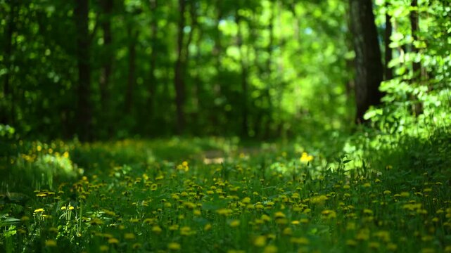 Dandelions in forest meadow during summer