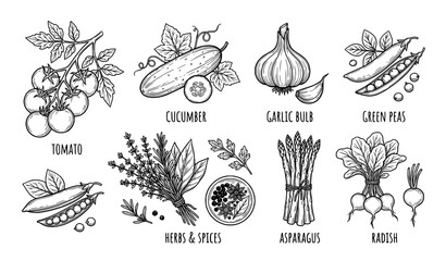 Hand Drawn Seasonal Vegetable Line Art Vector Set Black and White Collection © MdNayeem