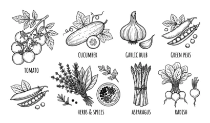 Hand Drawn Seasonal Vegetable Line Art Vector Set Black and White Collection © MdNayeem
