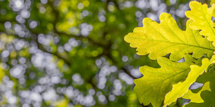 Sunlit oak leaves with dreamy forest bokeh