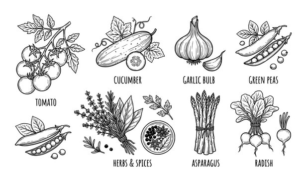 Hand Drawn Seasonal Vegetable Line Art Vector Set Black and White Collection