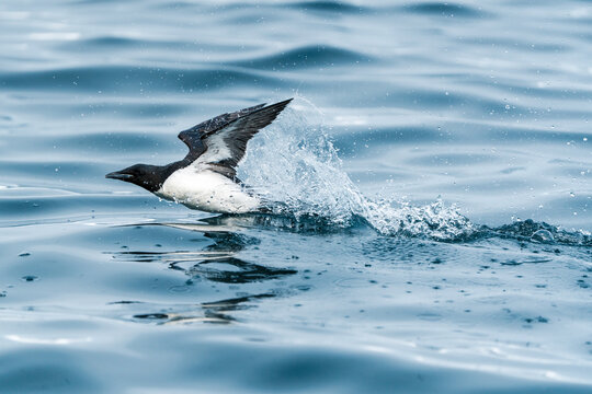 View of a Brunnich's guillemot taking off from the blue water surface with a splash near Alkefjellet Svalbard, Svalbard and Jan Mayen.