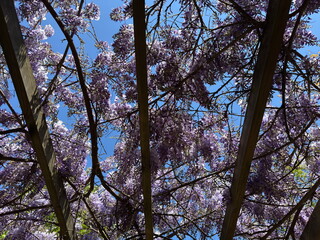 Fototapeta premium Wisteria sinensis purple wisteria flowers blooming on wooden pergola. Chinese wisteria climbing vine with violet blossom clusters under clear blue sky. Low angle outdoor natural macro photography.