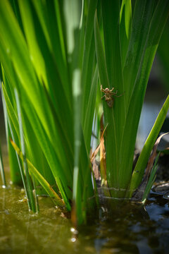 Detail of an empty dragonfly larva (exuvia) on a green leaf.