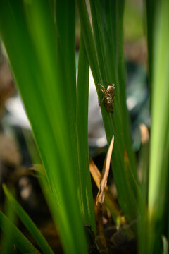 Detail of an empty dragonfly larva (exuvia) on a green leaf.
