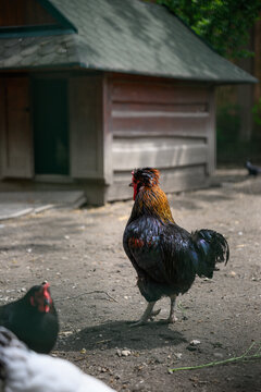 Rooster with ruffled feathers on its head.