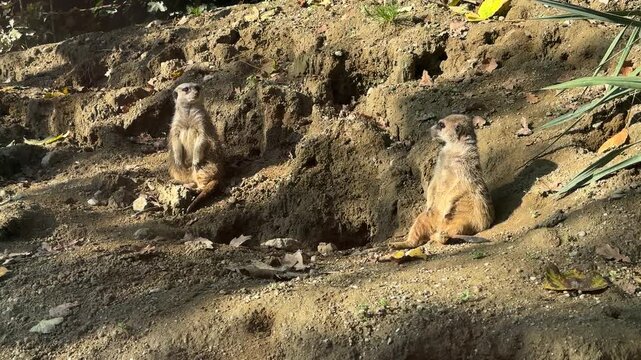 Meerkats explore their enclosure in Zagreb zoo during the colorful autumn season. Leaves fall around them, creating a vibrant and lively atmosphere as they interact.