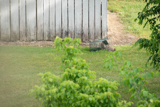 One groundhog caught in a cage with one on the outside trying to free the trapped animal