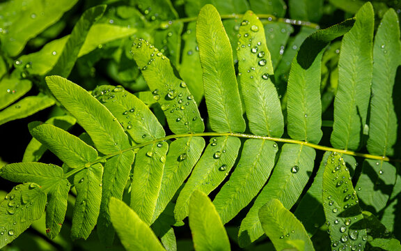 Green leaves with water drops in sunlight
