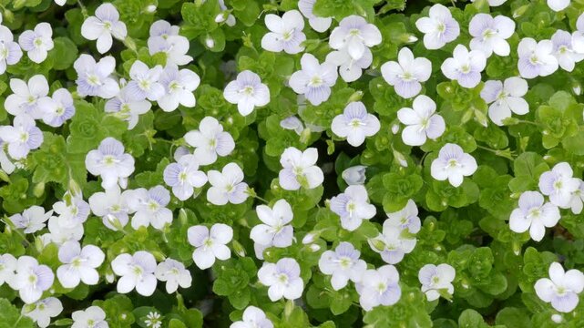 White speedwell flowers gently swaying in the wind