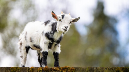 Tiny goat with black and white coat stands on wooden fence © Piotr