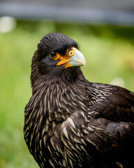 Fototapeta premium Caracara - Dark feathers with fine streaks catch the light