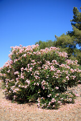 Fototapeta premium Arizona drought tolerant dwarf Oleander or Nerium Petite Oleander with soft pink flowers in Phoenix roadside xeriscaping during late Spring; copy space