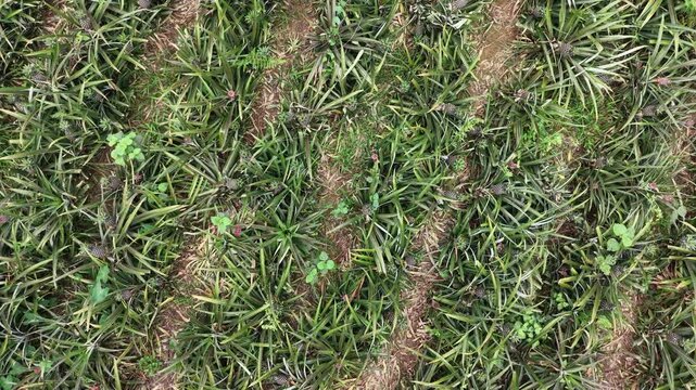 Top View Drone Footage of Pineapple Patch