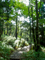 Fototapeta premium 自然風景イメージのアウトフォーカス。森の風景。木漏れ日。木陰の涼しさ。静寂。縦構図