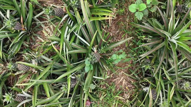 Aerial View of Pineapple Growing Plot