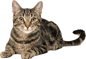 Beautiful domestic tabby cat with a striped brown and black coat lying down gracefully isolated on a clean white background © Monzurul