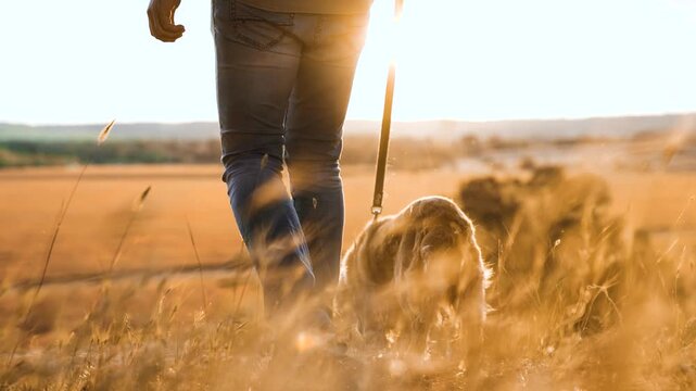 Man owner with fluffy cocker spaniel dog walks along dry field grass at sunset time man owner walks young spaniel dog in country park owner with spaniel dog enjoys weekend in evening park closeup