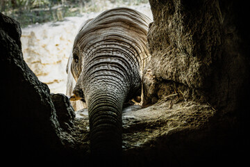 africam 2026 © isaac_l_mesa
