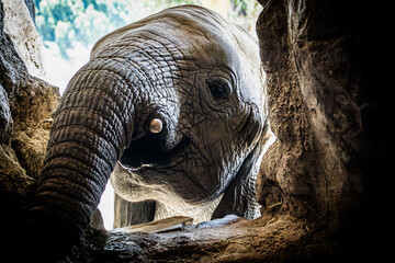 africam 2026 © isaac_l_mesa