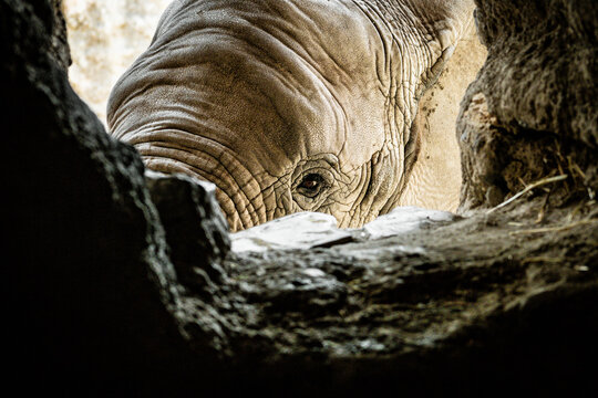 africam 2026