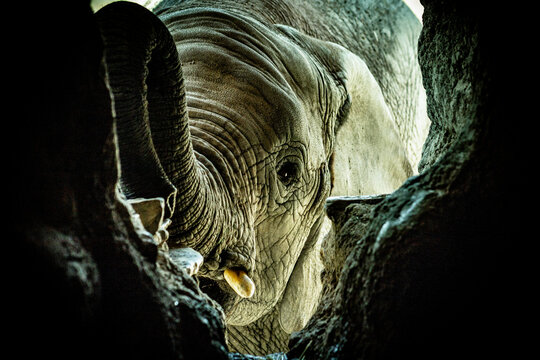 africam 2026