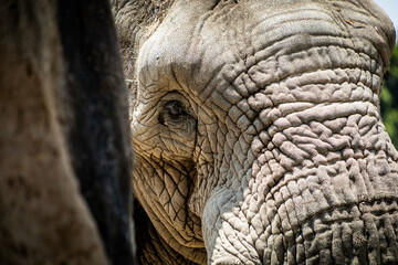 africam 2026 © isaac_l_mesa