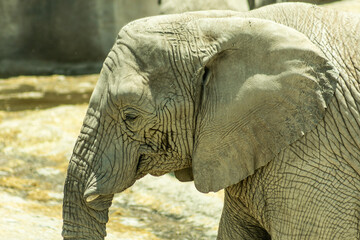 africam 2026 © isaac_l_mesa