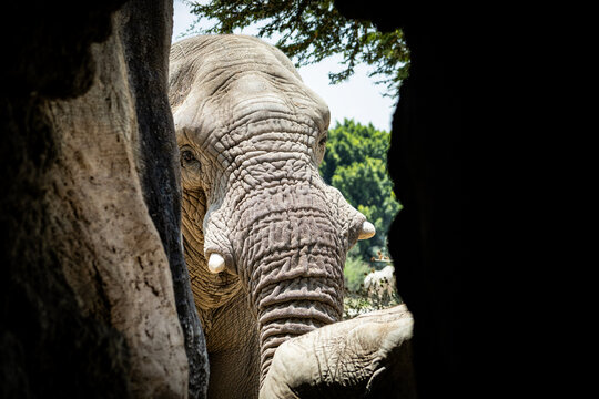 africam 2026