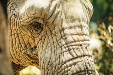 africam 2026 © isaac_l_mesa