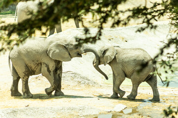 africam 2026 © isaac_l_mesa
