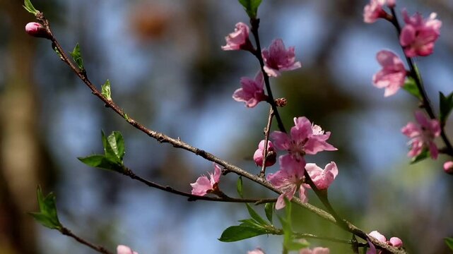 Cinematic wide slow motion video showing an Amegilla bee pollinating blooming pink peach flowers during a fresh winter morning in natural Himalayan habitat of Himachal Prades