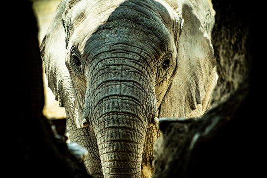 africam 2026