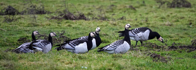 Barnacle geese (*Branta leucopsis*) are seen grazing on a grassy area. They have distinctive black and white plumage, with black necks and white faces contrasting against their gray bodies © Wolfborn Indiearts