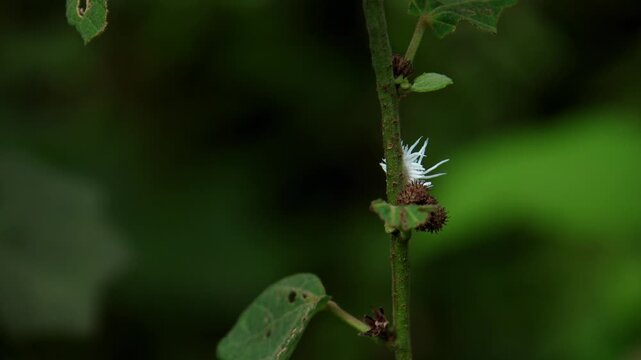 Closeup video showing a scymnus spp. beetle actively exploring plant surfaces in a moist forest environment during monsoon in himachal pradesh india.