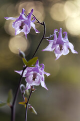 Fioletowy orlik pospolity (Aquilegia vulgaris) w wiosennym ogrodzie, tapeta, dekoracja. © mycatherina