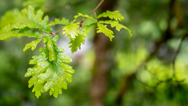 Fresh green oak leaves with rain drops