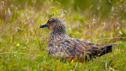 Obraz premium Seabird resting on grass in a natural setting