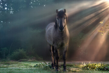 Wildpferd im Morgenlicht in Masuren  © GERHARD
