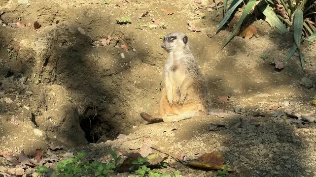 In the Zagreb zoo during autumn, a meerkat stands alert on a mound of earth, observing its surroundings. The scene captures the wildlife's behavior amidst fallen leaves and autumn colors.