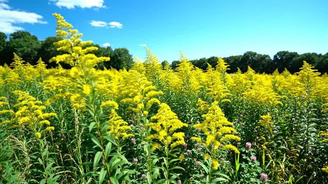 Bright yellow flowering goldenrod plants in a field under a vibrant blue sky on a sunny day